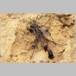 Ammophila sabulosa - Sandwespe 34a 16-20mm Paarung.jpg